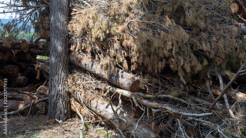 Fototapeta premium A stack of logs lies under a fallen tree with dry branches. Green grass surrounds the area. The sun shines brightly, revealing the clear sky above