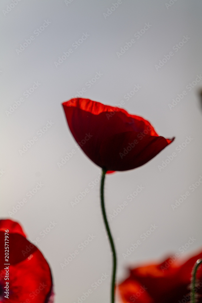 Obraz premium red poppy flowers