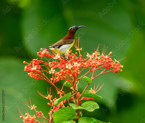 purple-rumped sunbird (Leptocoma zeylonica) on red flower