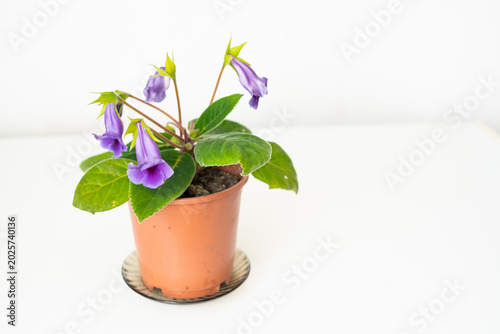 Bild auf Leinwand Potted sinningia speciosa plant with purple flowers on white background