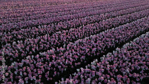 Tulip Fields Drone Netherlands Lisse