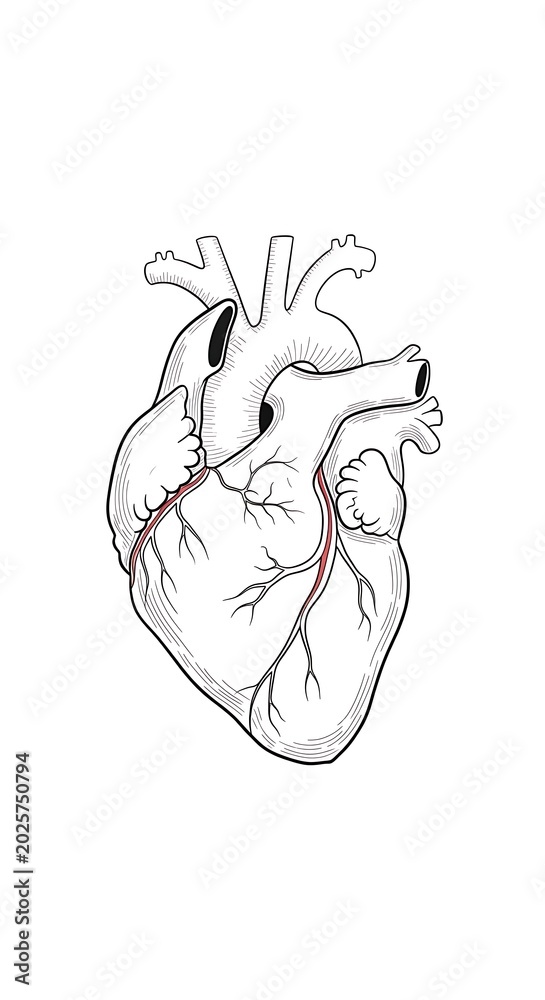 Obraz premium Anatomical Human Heart Illustration.