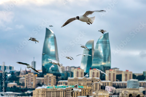 Seagulls Flying over Caspian Sea Flame Towers Baku