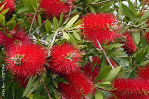 red bottlebrush callistemon plant branches with flowers in bloom
