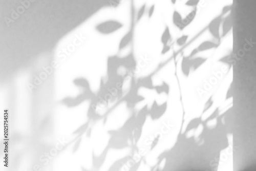 shadow overlay effect of natural tree leaves shadow and window over on white wall,abstract summer sunlight shadow on transparent background,branch shadow,windows shadow,leaf shadow,plants shadow