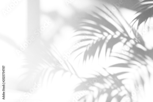 shadow overlay effect of natural tree leaves shadow over on white wall,abstract summer sunlight with shadow background,branch with leaves shadow,windows shadow,leaf shadow,palm shadow