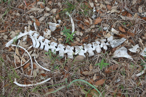 Obraz na płótnie A pile of deer bones lying in a dried up creek.