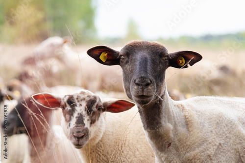Photography Curious Black Faced Sheep Looking Into Camera in Moor Landscape - Curious black faced sheep standing in a peaceful moor landscape while looking directly into the camera