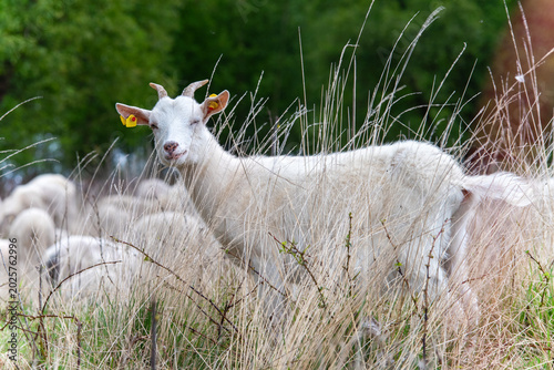 Canvas Print Funny Winking White Goat Standing in Tall Grass