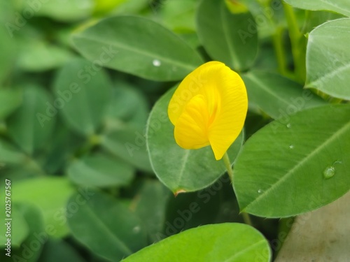 Tableau sur toile Vibrant yellow pinto peanut flowers blooming beautifully as a lush green ground cover in a sunny garden landscape