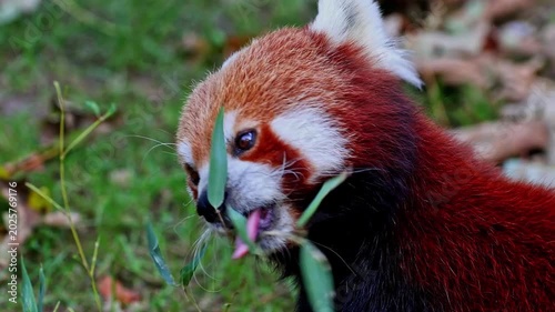 The red panda, Ailurus fulgens, also called the lesser panda and the red cat-bear sitting on a tree.