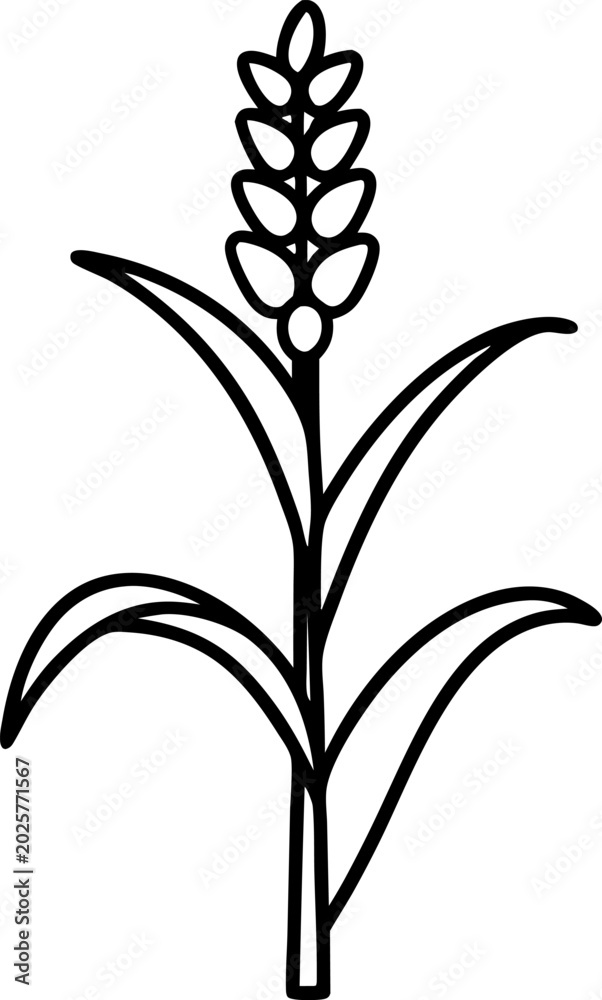 Fototapeta premium Corn plant outline with leaves and cob, agricultural crop silhouette illustration