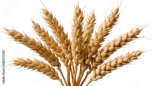 Obraz na płótnie Golden wheat stalks with detailed kernels, isolated on transparent background