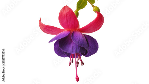 Tableau sur toile Vibrant fuchsia flower with pink sepals and purple petals, isolated on transpare