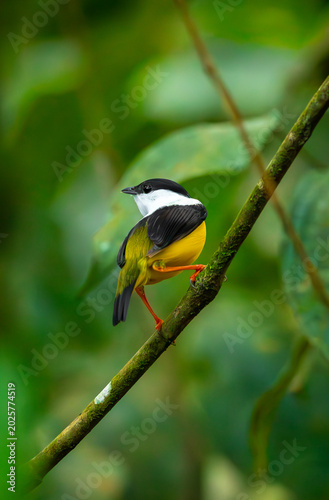 Konstfotografi White collared manakin bird on a branch