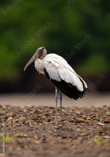 Resting wood stork by the