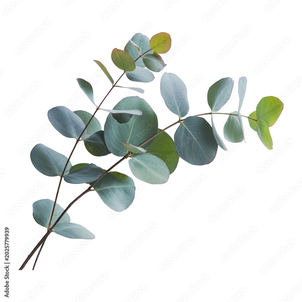 Obraz premium Fresh Eucalyptus Branch with Green Leaves Isolated