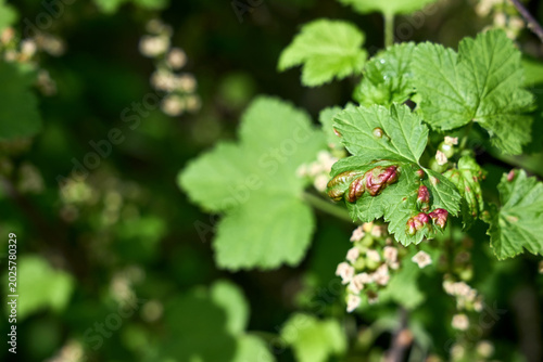 Bild auf Leinwand Green Ribes rubrum Garden currant leaves show red puckered blisters from currant blister aphid feeding