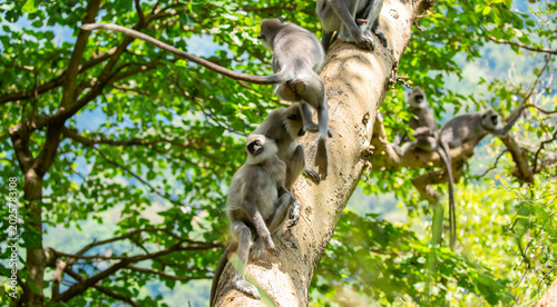 Gray hanuman langurs on a tree. Monkeys in the wild in the jungles of Sri Lanka. Troop of monkeys on trees. Wildlife scene with wild animals.
