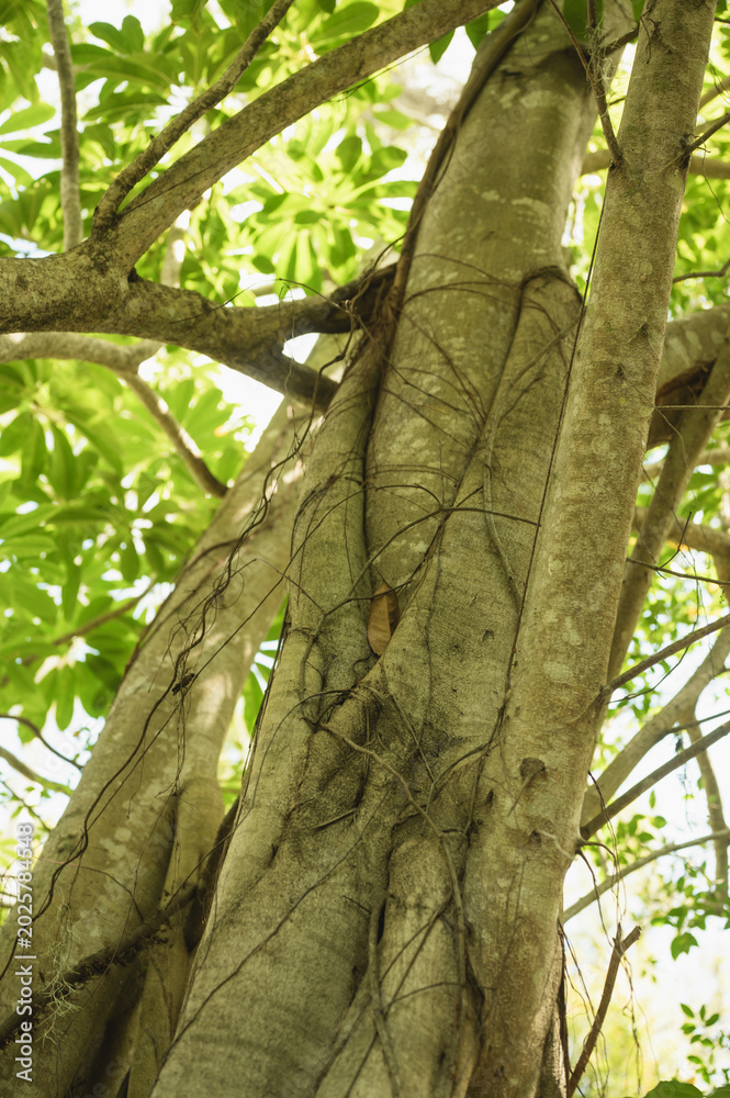 Fototapeta premium Close-up of intertwined tree trunks and climbing vines in a lush tropical forest, highlighting organic textures, layered roots, and dense greenery in a peaceful natural setting