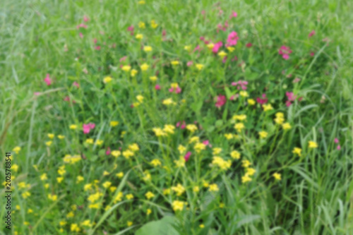 meadow with various herbs, yellow and purple flowers, blur, summer background