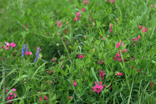 Pink Tuberous pea (Lathyrus tuberosus), and violet tuberous pea