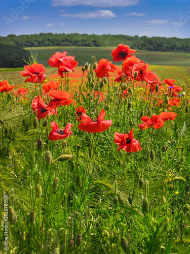 summer field of wild poppies close up under a blue sky