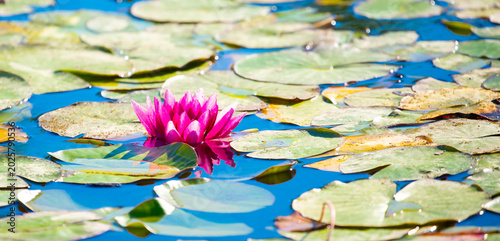 Принти на полотні Lotus pond