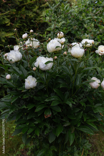 White peony bush blooming in summer garden after rain, fresh green foliage, flower buds, natural outdoor floral scene, botanical garden background, no people, vertical garden flower photo