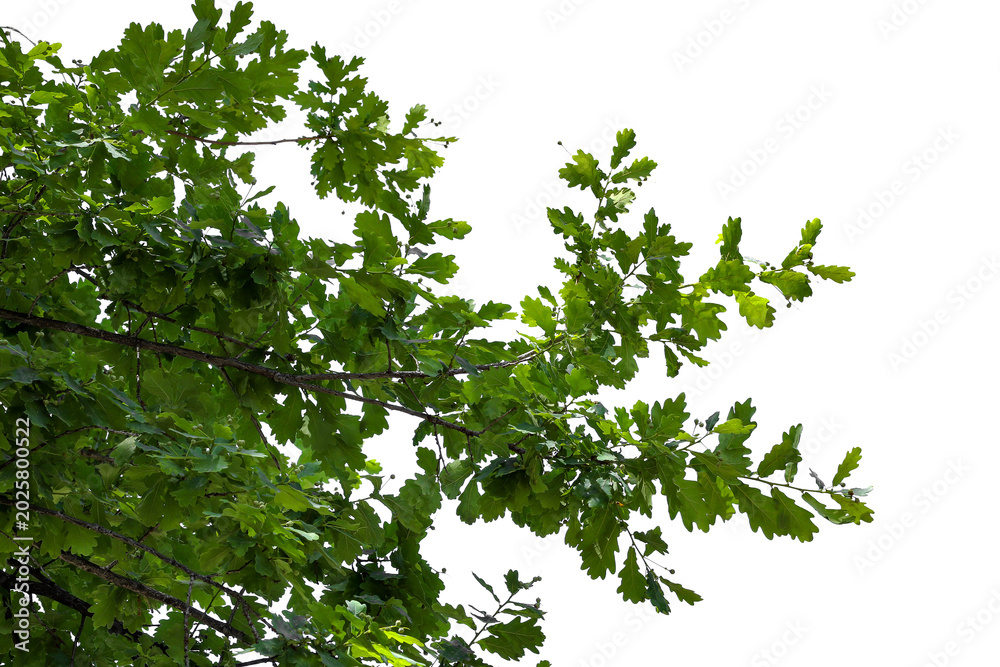 Fototapeta premium Photograph of a natural green spring oak branch during flowering