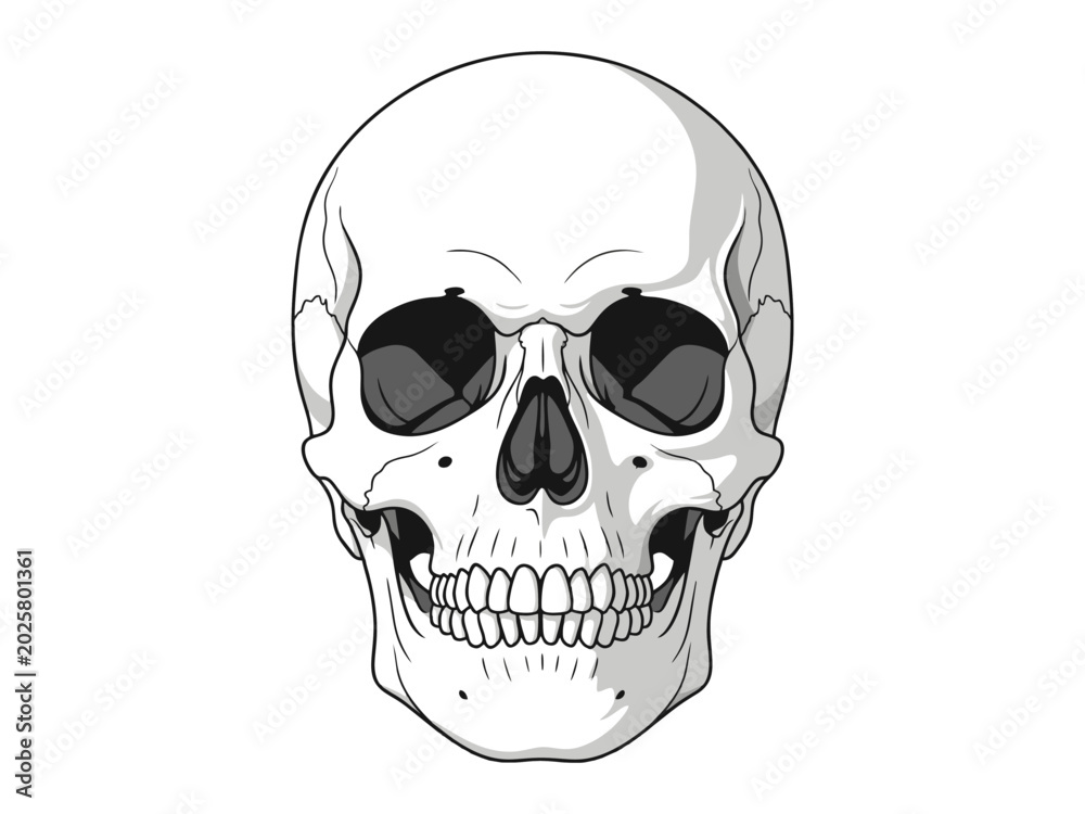 Obraz premium Human skull vector illustration on white background