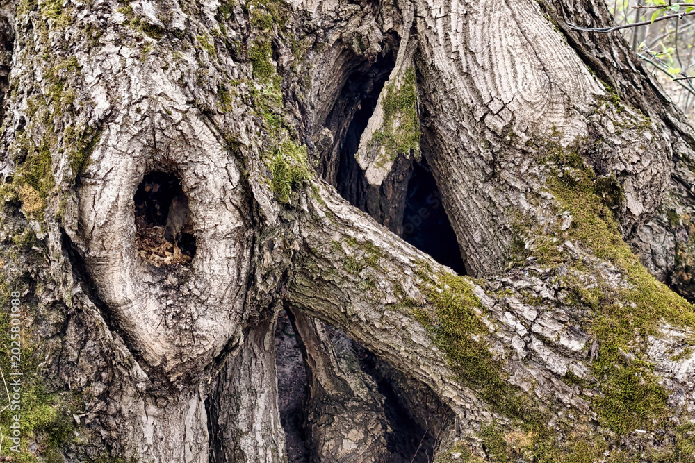 Obraz premium A large tree displays hollow openings and rough bark. It stands in a forest setting with patches of moss in the early spring sunlight. Birds can be nearby