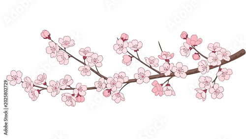 Foto Delicate pink blossoms adorn a winding branch against a stark white background