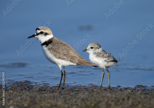 Картината върху платно Close-up of a male Kentish Plover (Charadrius alexandrinus) with its fledgling on a sandy shore