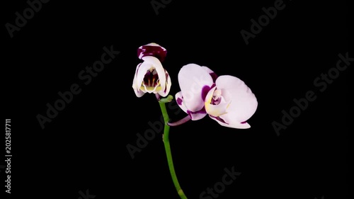 Blooming White - Magenta Orchid Phalaenopsis Flower on Black Background. Time Lapse. 4K.