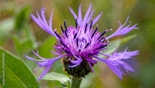 Purple Greater Knapweed Flower in Full Bloom Close-Up Macro Nature Photography