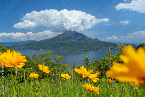 Konstfotografi 花を前景に寺山公園から望む桜島と錦江湾の夏の風景