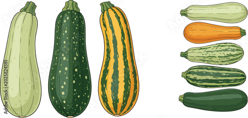 Fotografie Assorted zucchini cultivars vector illustration set featuring different types of striped green yellow and speckled squash isolated on transparent background design