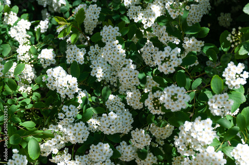 White spirea flowers. A lush, flowering spirea bush, covered in dense clusters of small white flowers, thrives in bright sunlight and soft shadows.