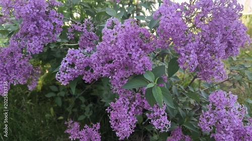purple lavender flowers