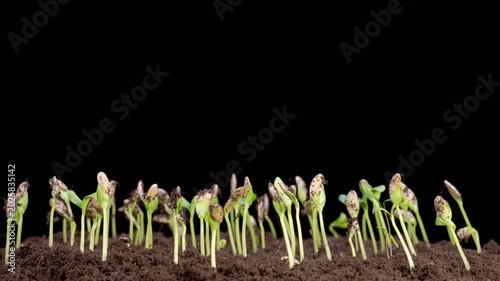 Beautiful Time Lapse of Growth Melon Plants Against a Black Background. 4K.