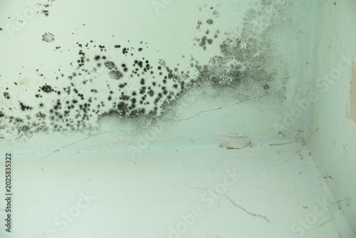 Fotografie A dirty room with mold growing on a wall.