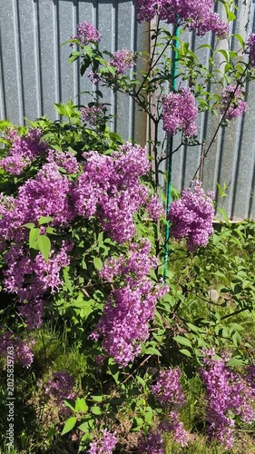 flowers in the garden