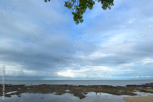 tree on the beach