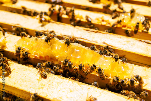 Foto Bees working together to make honey inside beehive in garden during summer seaso