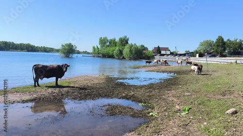 cows in the river