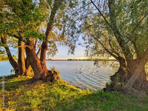 Fotografie Beautiful lake view framed by old willow trees at golden sunset