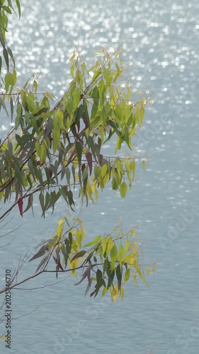Leaves of young Eucalyptus tree with a lake at background. 4K Vertical