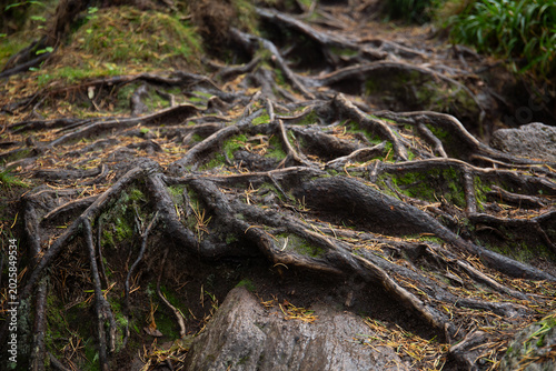 Roots of old trees in wet weather in the forest