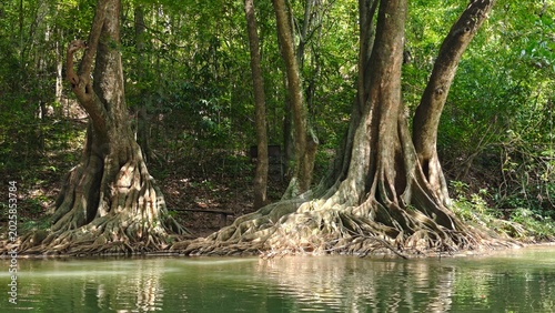 Vászonkép Majestic tropical trees with large buttress roots growing along a tranquil green stream in a lush rainforest